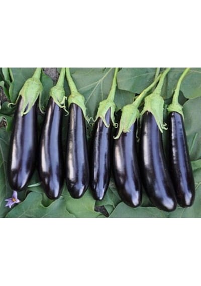 Nazilli Patlıcan Tohumu 10 GR