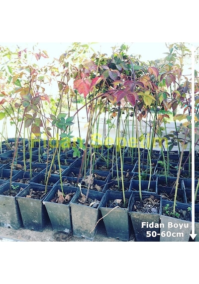 5 Adet Dikensiz Jumbo Böğürtlen Fidanı Paketi