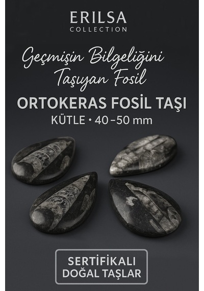 Sertifikalı Ortokeras Fosil Taşı Kütle 40 50 Mm Bilgelik Ve Kor