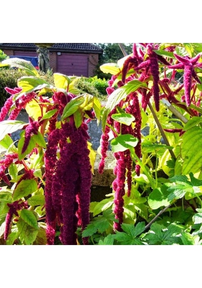 Sarkan Kırmızı Amaranthus Horoz İbiği Çiçeği Tohumu 100 Tohum