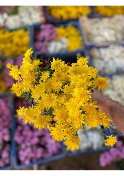 Kasımpatı Çiçeği Karışık Renk 10-20 Cm