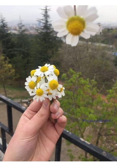 Yayılıcı Kır Papatyası Tohumu 25 Adet Tohum Papatya Çiçek Tohumu