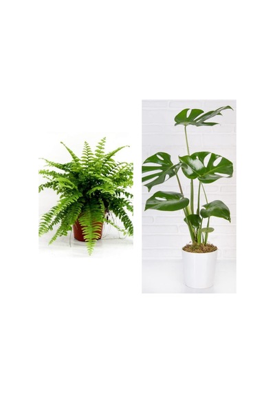 Aşk Merdiveni Fujer Askılı Saksıda/deve Tabanı 60 Cm 2'li Set Salon Ofis Bitkileri