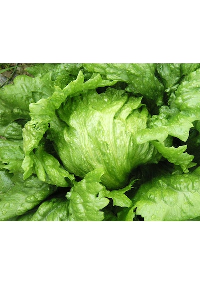 Iceberk Marul Tohumu Göbek Marul Aysberk Marul 100 Tohum +