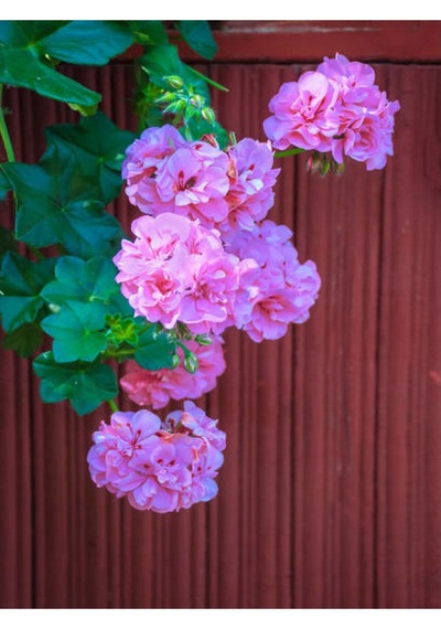 Toz Pembe Sakız Sardunya Sarkan 1 Adet Saksılı 30-50cm Teras Bitkisi Pelargonium Peltatum