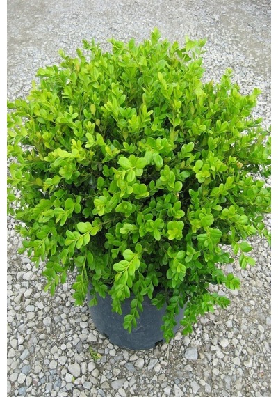 Şimşir 20-40 Cm Buxus Japonica Rococo Dış Mekan Süs Bitkisi