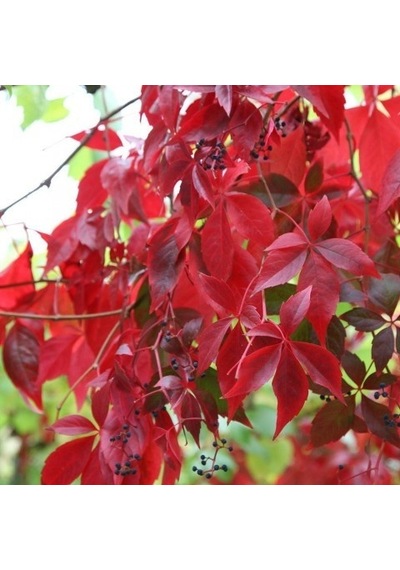 Amerikan Sarmaşığı Parthenocissus Quinquefolia