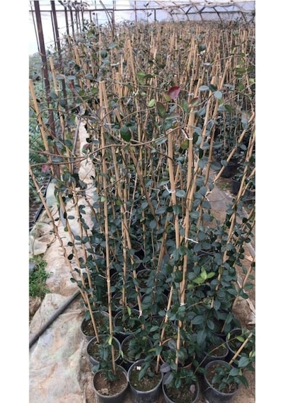 Arap Yasemini Çiçeği Fidanı 10-20 Cm