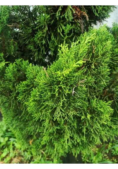 Videolu Ithal Limon Servi Çam Fidanı 1 Adet Saksılı/ Tüplü 30-50cm Cupressus Macrocarpa Goldcrest