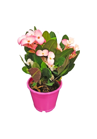 Euphorbia Milii Dikenler Tacı Çiçekli Kaktüs Alacalı Pembe