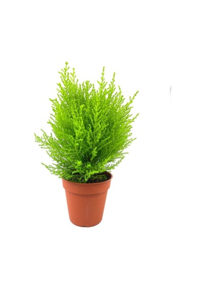 Videolu Salon Çamı Limoni Servi 30-40 Cm Saksılı Tüplü Dış Mekan Ağaçları Lemon-scented Pine
