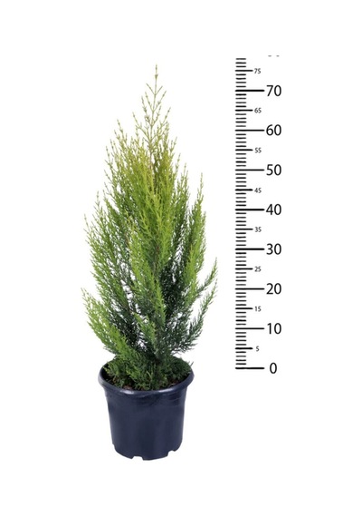 Videolu Salon Çamı Limoni Servi 30-70 Cm Saksılı Tüplü Dış Mekan Ağaçları Lemon-scented Pine