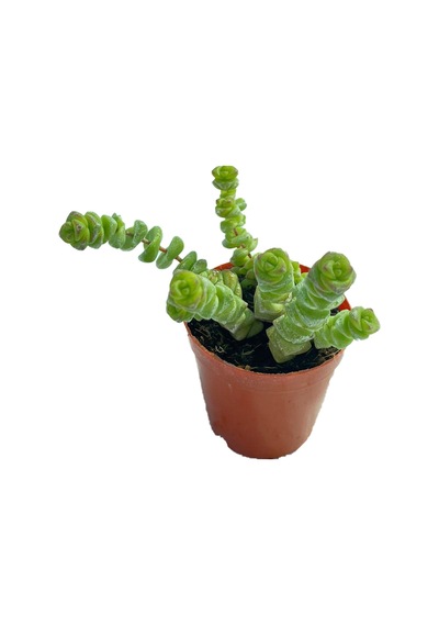 Crassula Marnieriana Tırtıl Sukulent