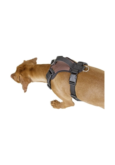 Köpek Gövde Tasması Pulsive Boyun 62-85cm - Göğüs 72-96cm Kahverengi