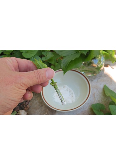 Eastroot® Kullanıma Hazır Köklendirme Toz ( 2000 Ppm Iba) 50 Gr