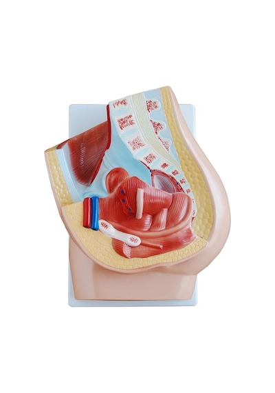 Kadın Pelvis Kesit Modeli 2 Parça