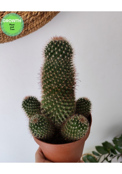 Mammillaria Densispina Kaktüs 1 Adet