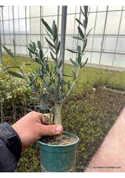 Videolu Gemlik Zeytin Fidanı Fidesi 1 Adet 1. Kalite 80-150 Cm Saksılı\tüplü Olive Sapling