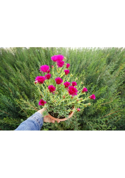 İZMİR GÜZELİ - PEMBE ÇİÇEKLİ ve ÇOK YILLIK BİTKİ (Saksıda)