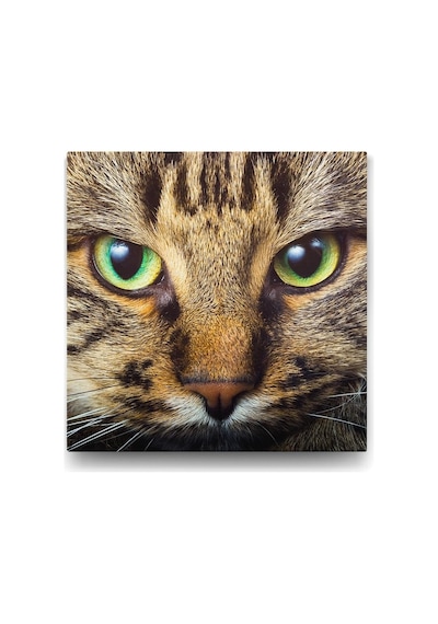 Tekir Kedi Tablosu - 100x100cm 7/8 Yaş