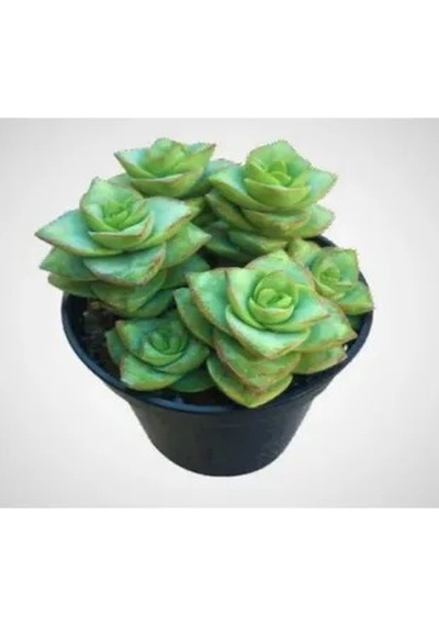 Serada Decor Plant Crassula Perforata 5.5mini Sukulent Saksısında Dolgun Formlu Teraryum Ve Sukulent