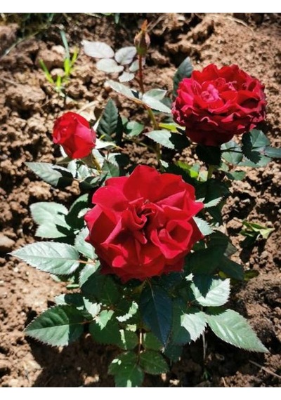 Kırmızı Bodur Gül Fidanı Tüplü 2 Adet 15-25 Cm Yediveren Gül Aşılı Güller Dark Red Rose