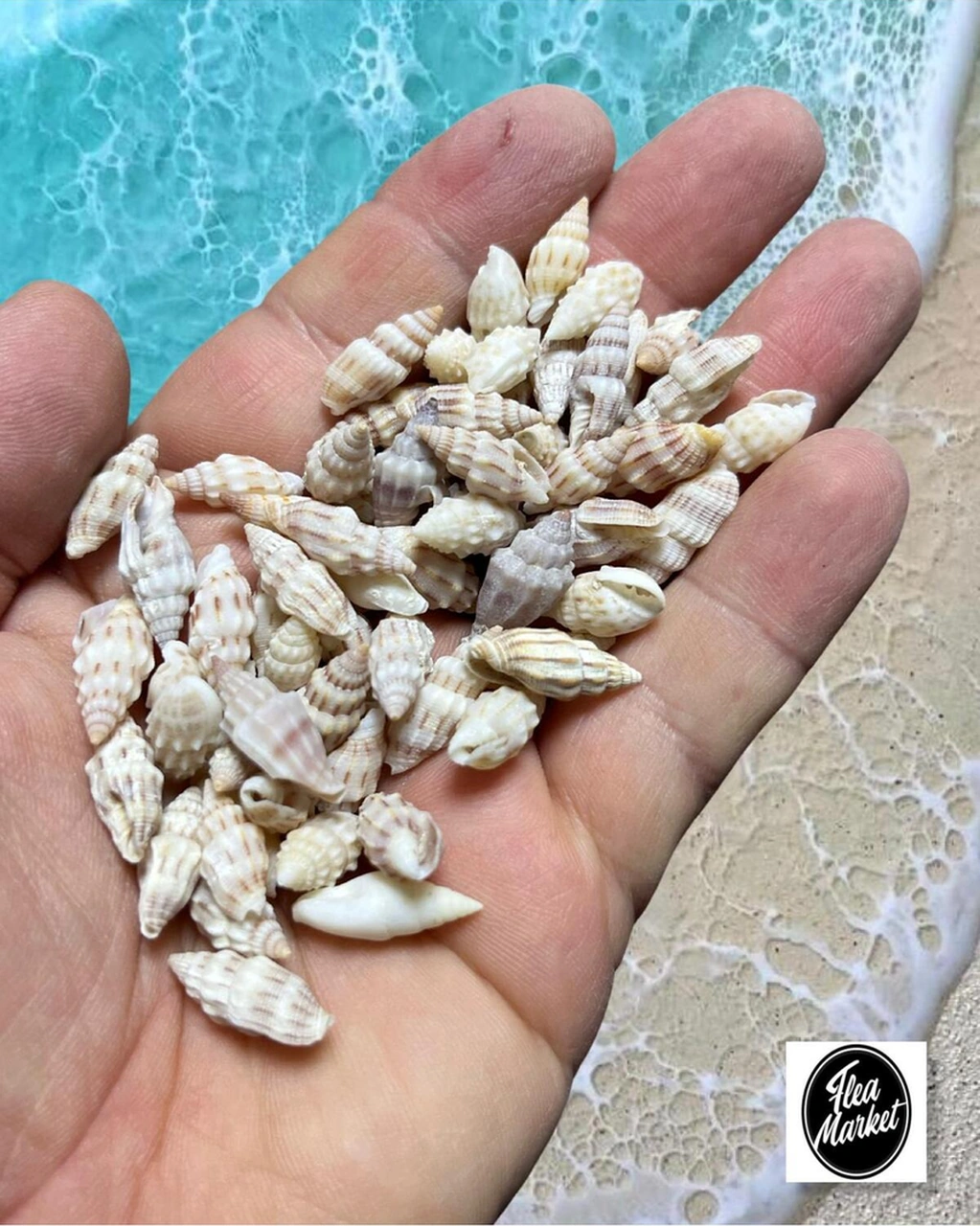 Gerçek Deniz Kabuğu - Small Minarets - 50gr
