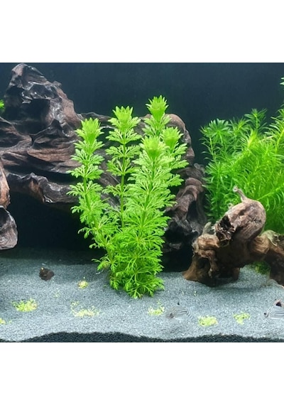 Limpnophila Sessiliflora 5 Dal Kusursuz Akvaryum Bitkisi Canlı Bitki