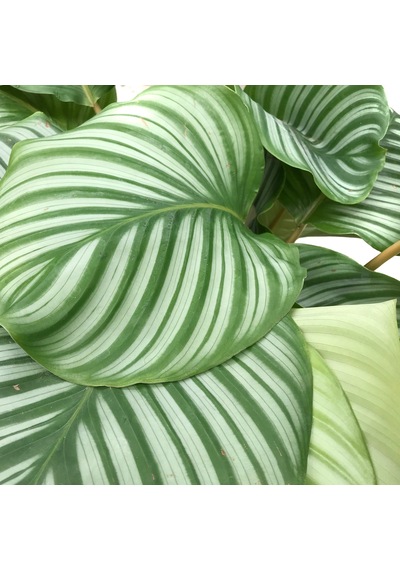 Calathea Orbifolia (Dua Çiçeği) Ø27 CM Y70-80 CM
