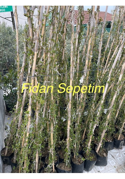 3 Yaş Koyu Pembe Renkli Ponpon Sarmaşık Gül Fidanı
