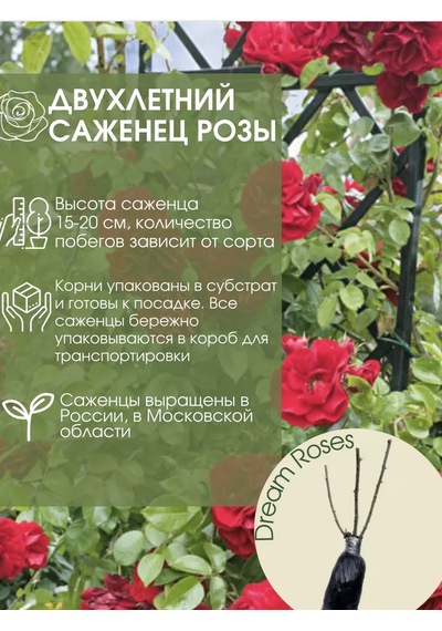 Dream Roses Amadeus Gül Fides 209850836