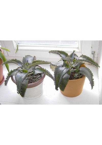 Aşkın Gözyaşı Çiçeği Kalanchoe Daigremontiana 5 Adet 10-20 Cm