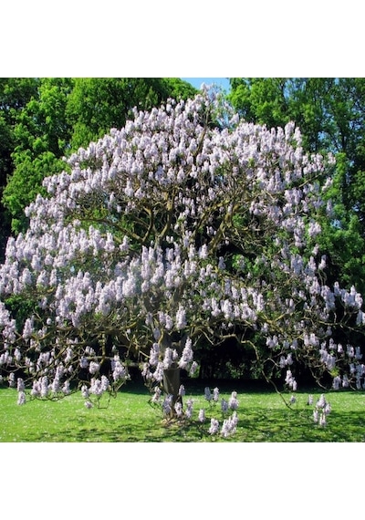 Yoğun Kokulu Beyaz Çiçekli Paulownia Fortunei Tohumu 5000 Tohum