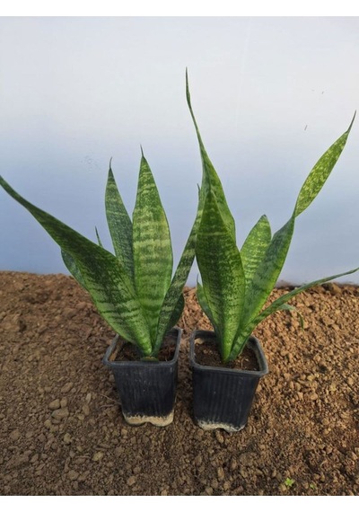 Videolu Kılıç Çiçeği 20 30 Cm 2 Adet Saksılı İç Mekan Bitkisi Gladiolus