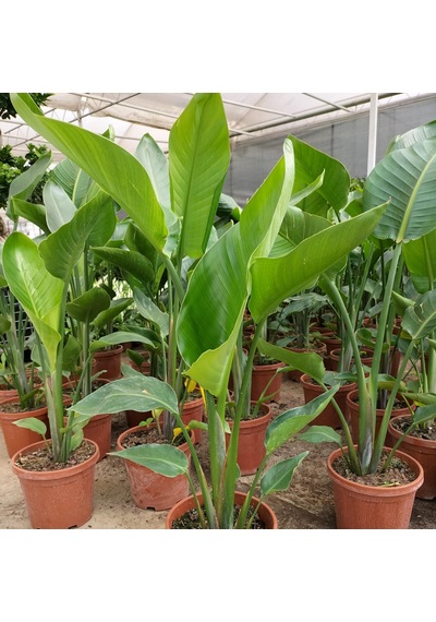 Starliçe Cennet Kuşu Çiçeği Strelitzia Nicolai - 60 Cm 2 Adet