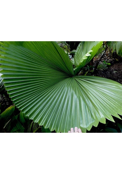 Licuala Peltata Palmiye Ağacı Tohumu 2 Adet Tohum Tayland Dan İ