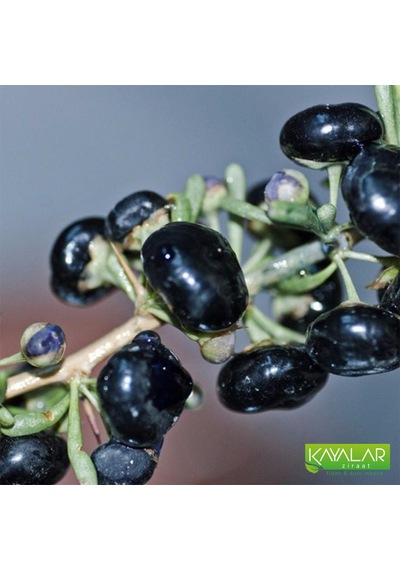 Siyah Goji Berry Dikensiz Fidan