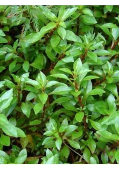 Ayrex Ludwigia Green 5 Dal Kusursuz Form Akvaryum Bitkisi Canlı Bitki