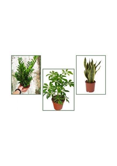Paşa Kılıcı & Zamia & Şeflera 3'lü Set