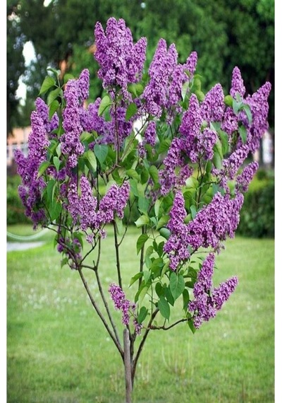 Leylak Fidanı 2 Adet Syringa Chinensis 50-100 Cm