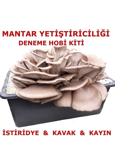 Kavak Mantarı Tohumu Ve Kavak Mantarı Kompostu Içerisinde Ekili Hazır Deneme Hobi Kiti