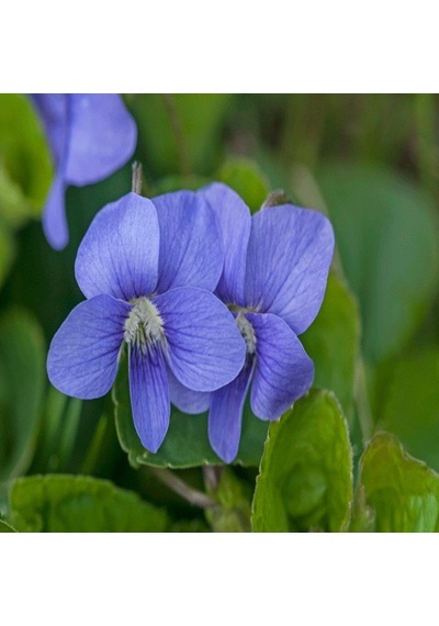 Blue Cornuta Violet Menekşe Çiçeği Tohumu 100 Tohum