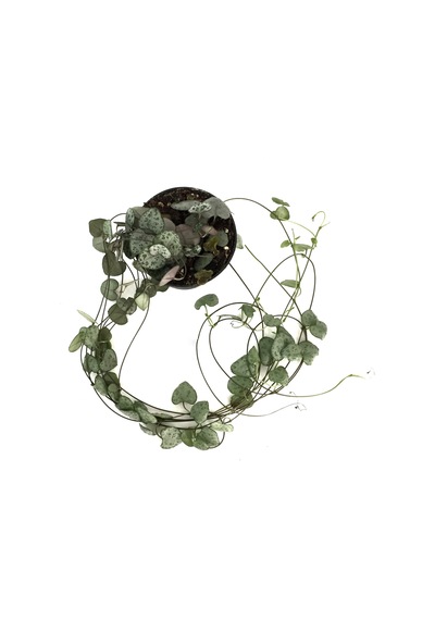 Ceropegia Woodii (Kalp Kalbe Karşı Çiçeği) Ø8,5 CM Y10-15 CM
