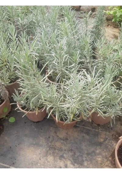 Saksılı Lavanta Fidanı 10-20 Cm