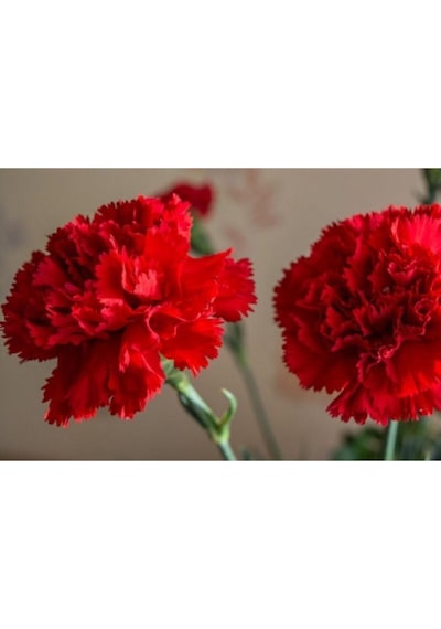 Kırmızı Karanfil Çiçeği Fidanı Saksılı Kokulu 40cm-60cm