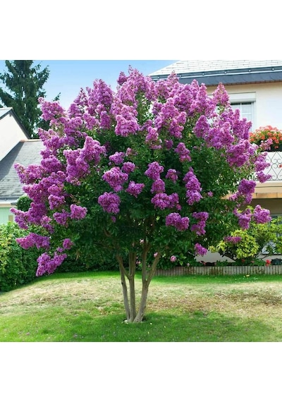 "2 Yaşında Mor Oya Ağacı Fidanı - Bahçeniz İçin Göz Alıcı Çiçekle