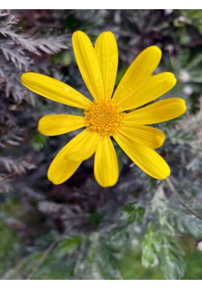 Videolu Sarı Çalı Papatyası 25-40 Cm Saksılı Çiçekli Bodur Bitkiler Euryops Pectinatus