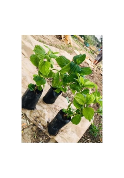 Pudra Pembe Renk Canlı Ortanca Çiçeği Fidanı 10-20 Cm