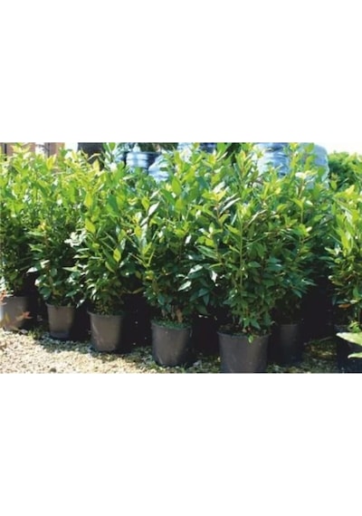Serada Decor Plant Defne Ağacı Fidanı Saksılı 60 Cm 100cm