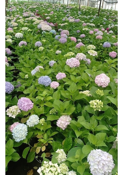 2 Adet Pembe Çiçekli Ortanca Fidanı 30-55 Cm Tüplü Çiçekli Bodur Bitkiler Pink Hydrangea